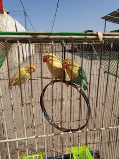 5 piece love bird final price