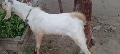 Qurbani Bakra for sale