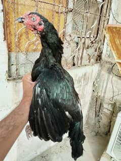 Aseel mianwali
