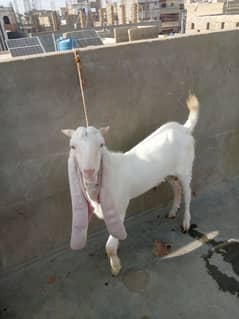 gulabi