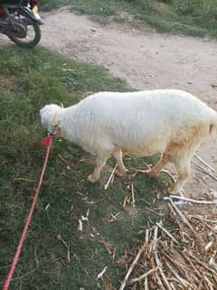 Bakra