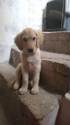 golden retriever