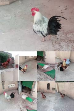 2 hens 3 roosters for sale 2000 each