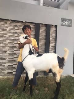 khassi bakra