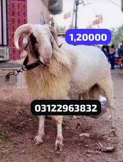Menda | Sheep | Karachi