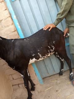 Qurbani
