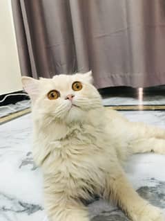 Pair cats
