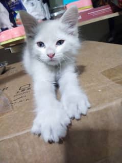 Persian Kitten