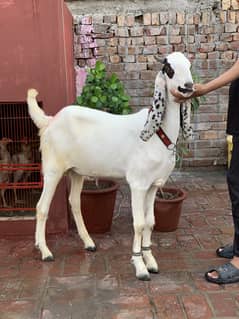 Bakra
