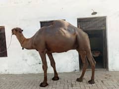 Camel