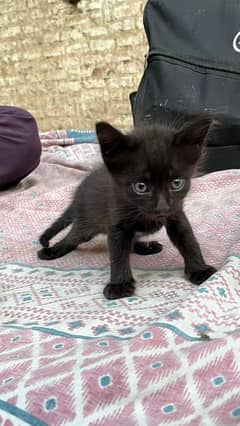Persian female kitten