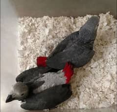 African grey parrot chick 03291940713