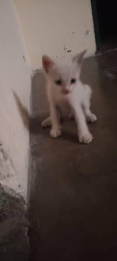 Persian cat pair for sale