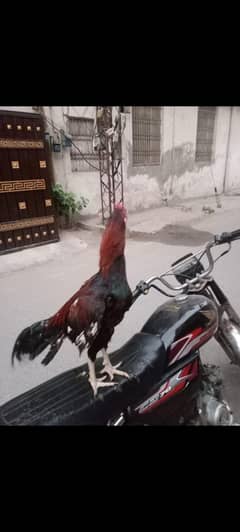 Thai amroha cross
