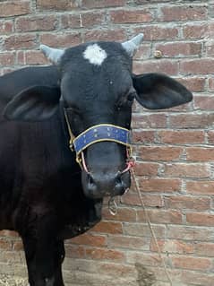 Qurbani || baxhraa || bull || bail for sale
