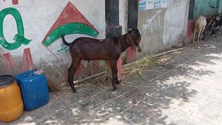 2 daaant andooo bakra for sale