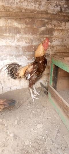 murga