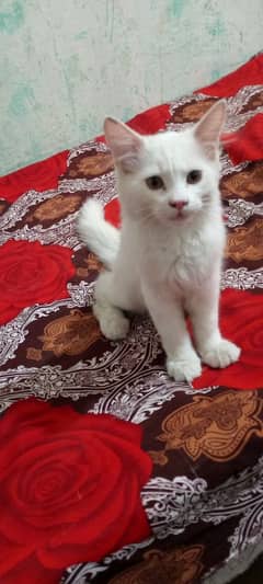 Persian kitten