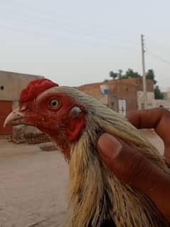 Aseel mianwali