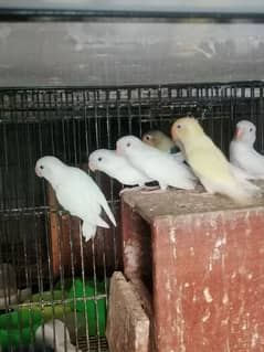 albino