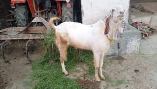 qarbani