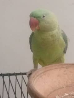 Raw female parrot  for sale