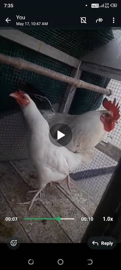 VERY BEAUTIFUL DESI BREEDER PAIR FOR SALE