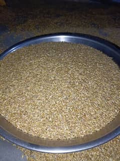 Fresh gandum wheat