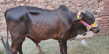 beautiful bachrey available for sale