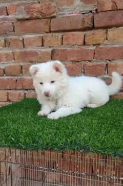 Russian puppy dog age 2 month 0326/75/88/689 WhatsApp no