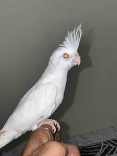 Eno Cockatail (Red Eyes) chicks