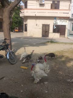 White turkey birds pair