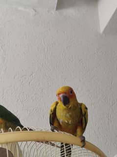 hand tamed sun conure
