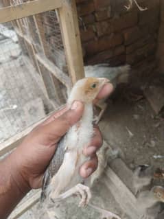 coco aseeo chicks 6 pic