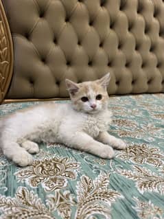 Persion Male kitten brown and white