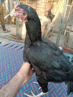 Thai chicken