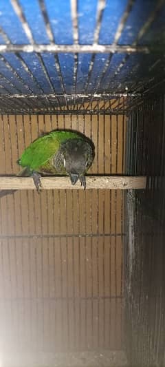 for sale pain apple canore