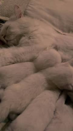 kittens