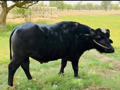 bhainsa for qurbani