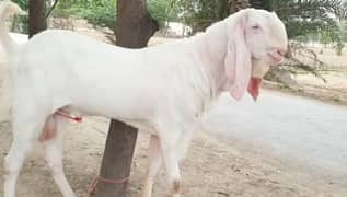Rajanpuri Bakra Qurbani Lagne Wala Urgent For Sale CALL/03221442364