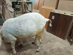 4 khassi sheeps for sale
