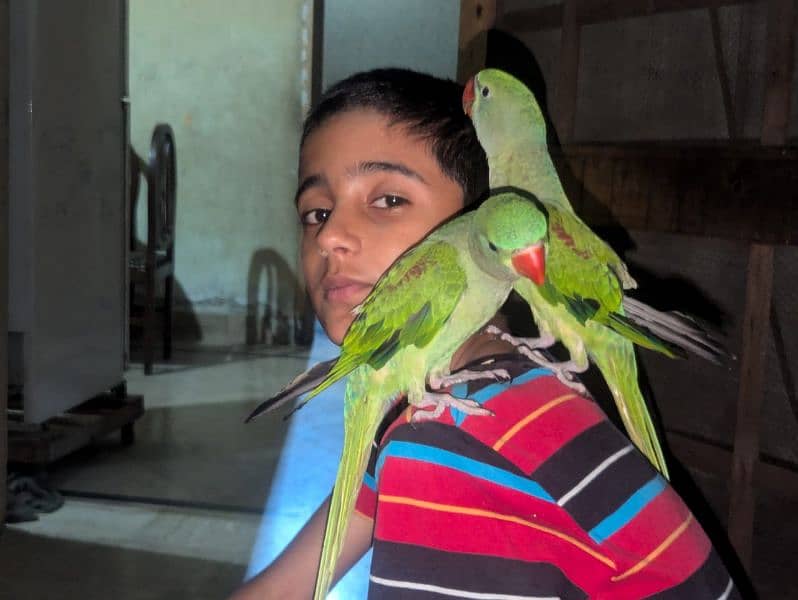 Raw Parrot Young Pair Friendly Healthy & Active 1