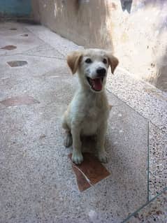 Labrador
