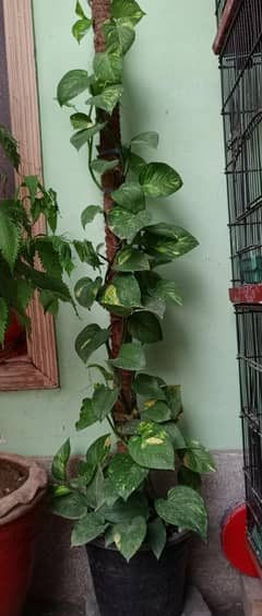 Money plant