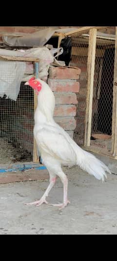 Aseel white Heera Murga