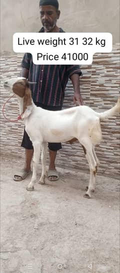 bakra | goat | goat for sale | Qurbani 2025 |  | bakra for sale
