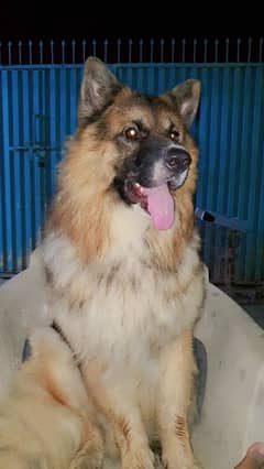 King shepherd