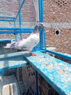 Breeder pigeon