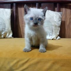 Persian kitten