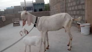 White beetal bakri with male baby goat